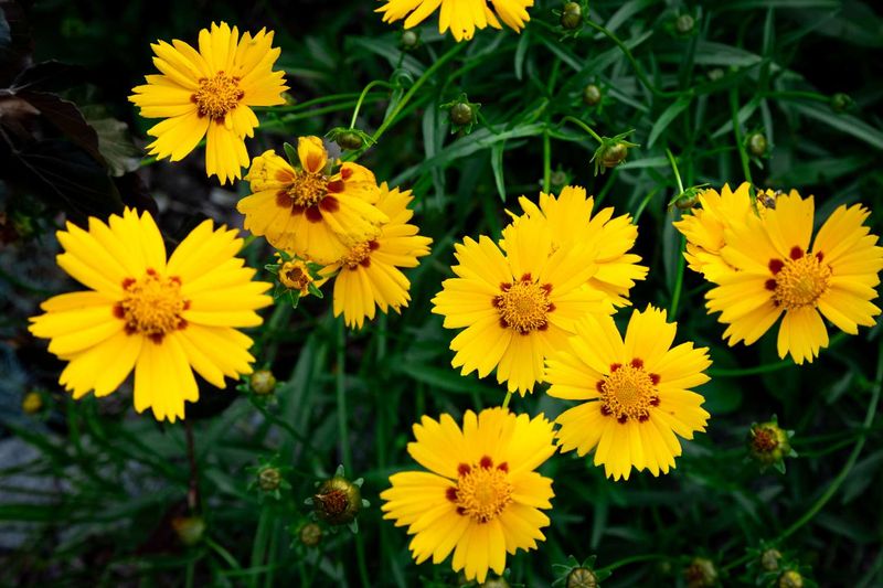 Refresh Overgrown Coreopsis With An Early Fall Division