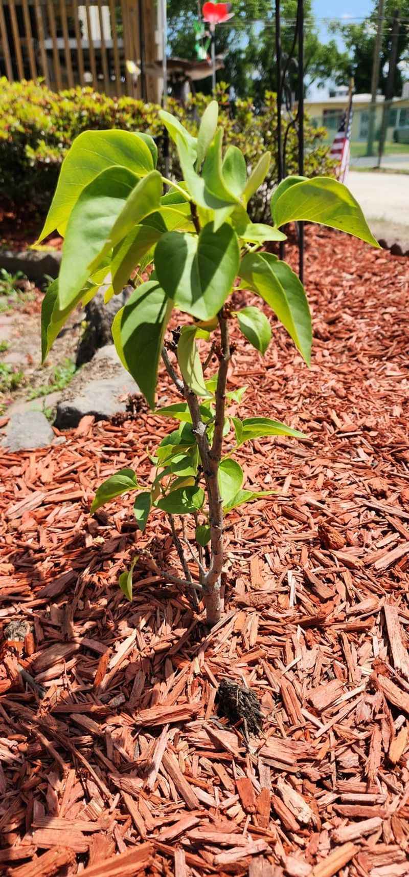 Refresh The Mulch Around The Lilac’s Root Zone Refresh The Mulch Around The Lilac’s Root Zone