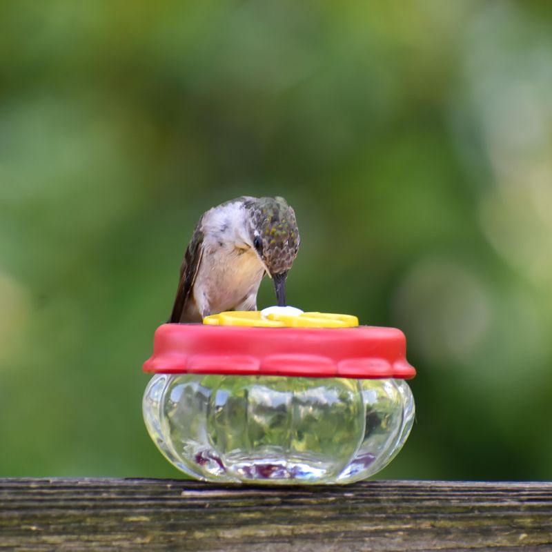 Refresh The Sugar Water Before It Turns Cloudy