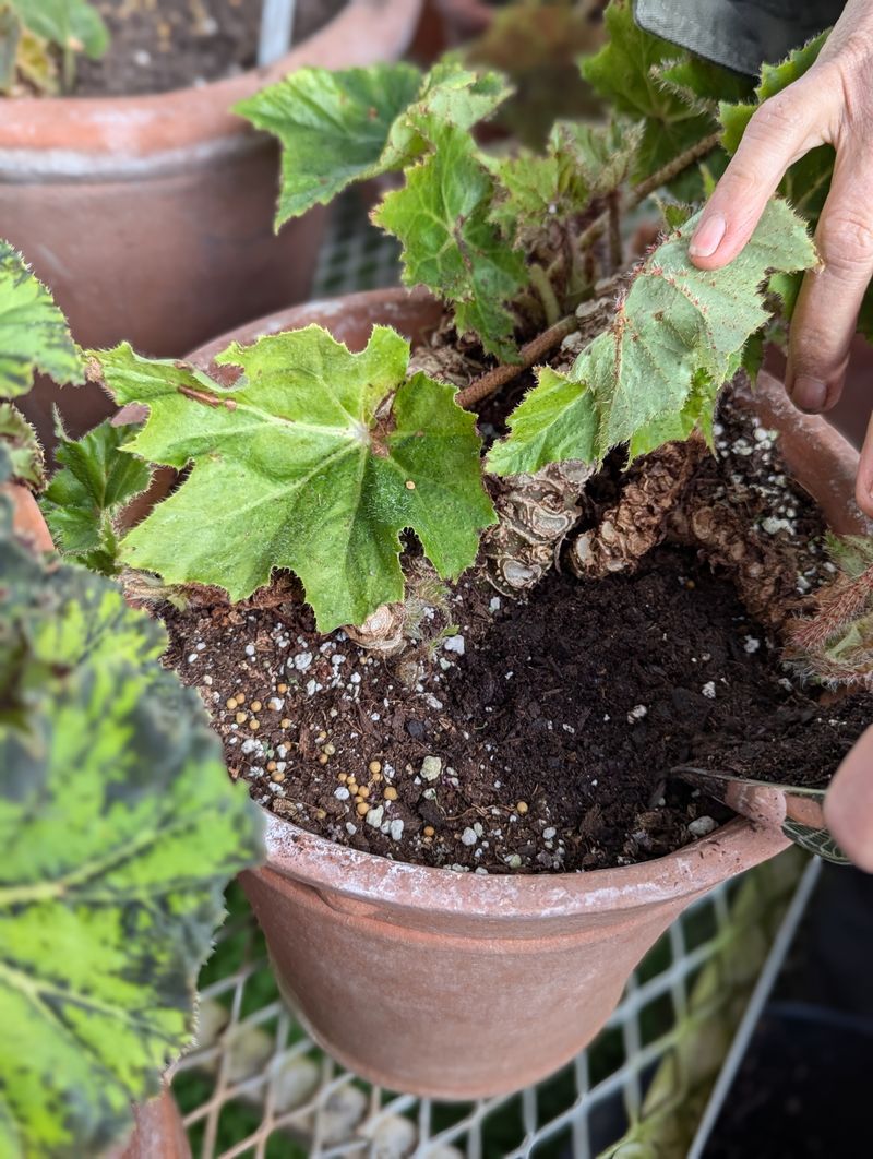 Refresh The Top Layer Of Potting Mix
