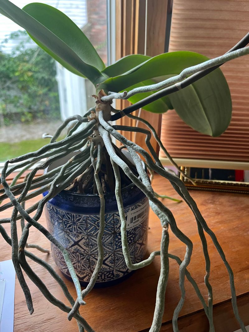 Refresh Tired Potting Media Before Roots Suffocate