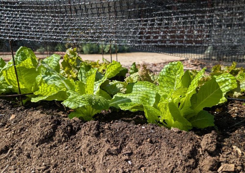 Regional Climate Shifts Your Planting Window Regional Climate Shifts Your Planting Window