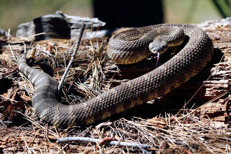 Regional Differences That Shape California's Snake Timeline Regional Differences That Shape California's Snake Timeline