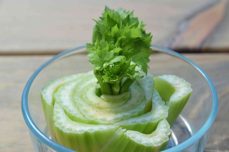 Regrow a grocery-store celery base as a bounded experiment