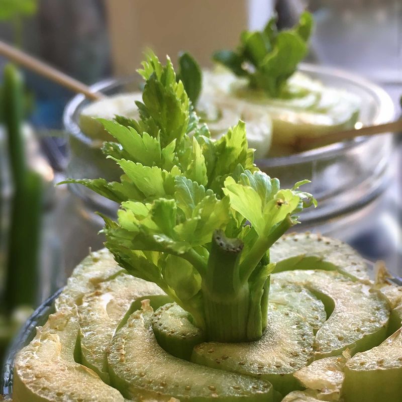 Regrow the celery base for the garden, not for a blood-pressure claim