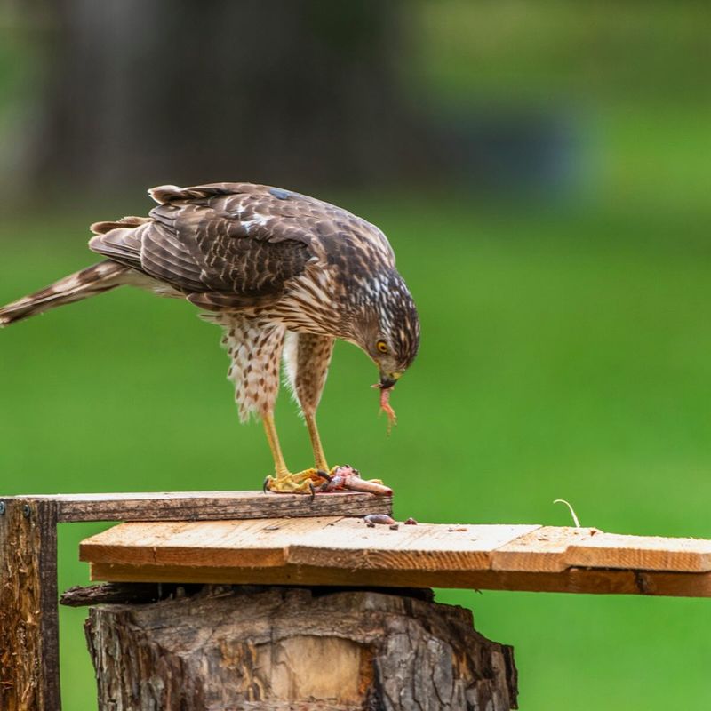 Regular Hunting Usually Means The Yard Offers A Reliable Food Source Regular Hunting Usually Means The Yard Offers A Reliable Food Source