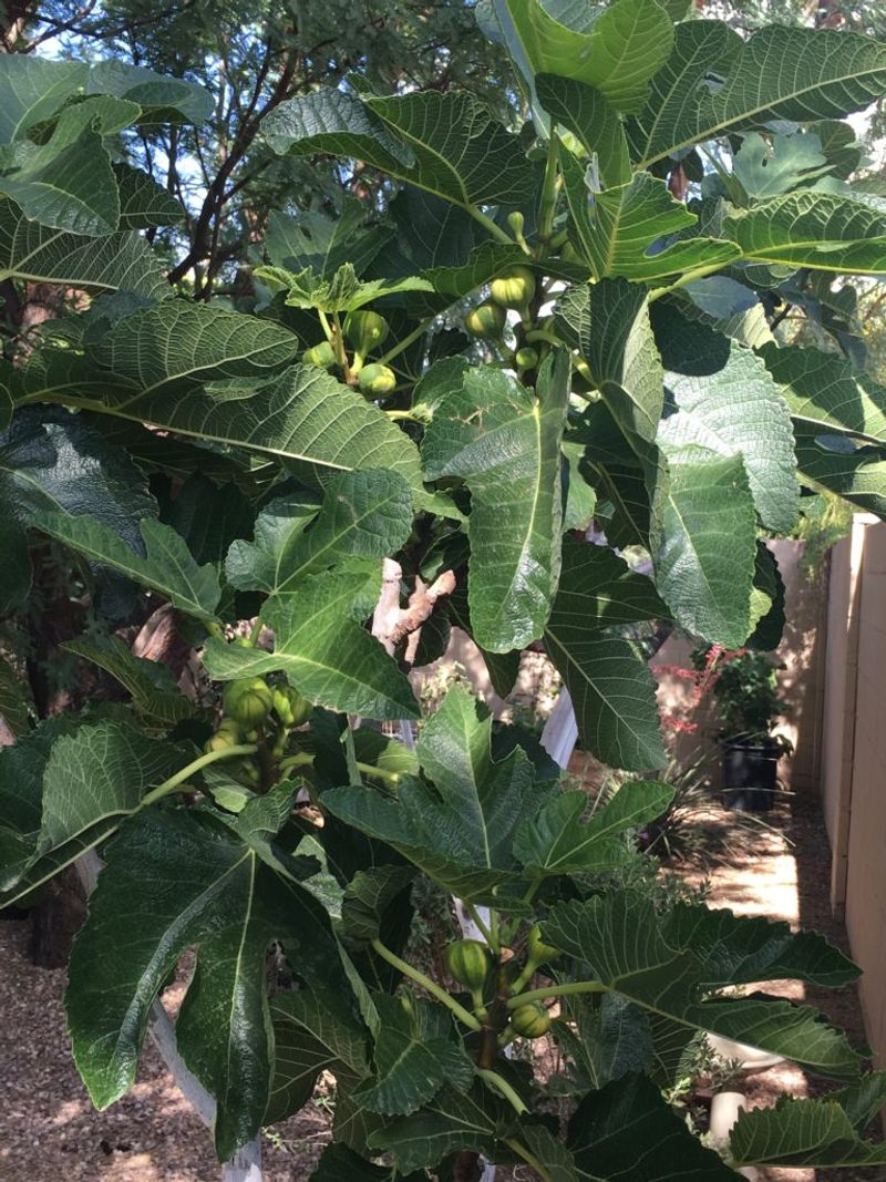 Regular Irrigation Helps Arizona Figs Produce Fruit Regular Irrigation Helps Arizona Figs Produce Fruit