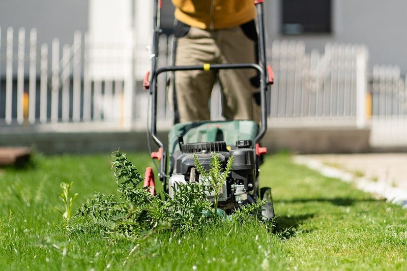 Regular Mowing Can Reduce New Seed Production Regular Mowing Can Reduce New Seed Production