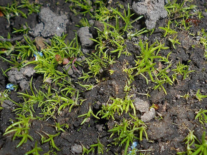 Regular Mowing Rarely Slows It Down