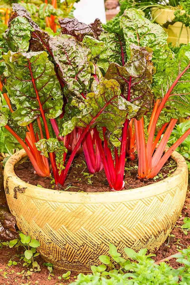 Regular Water Helps Keep New Leaves Tender