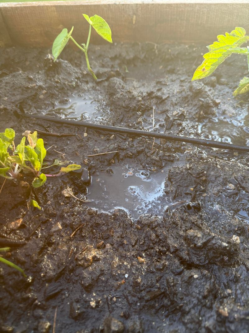 Rehydrate Dry Soil Slowly, Not All At Once Rehydrate Dry Soil Slowly, Not All At Once