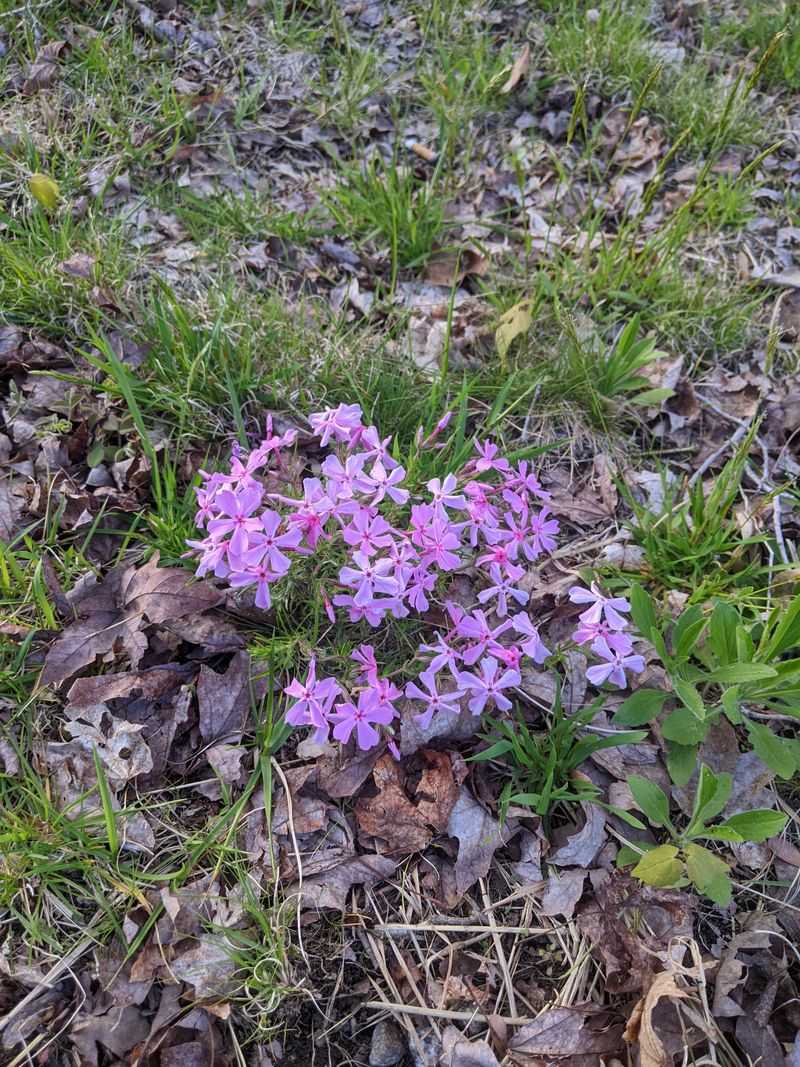 Rejuvenate Tired Garden Phlox