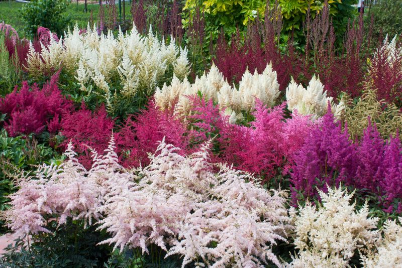 Relocate Astilbes Before Cold Weather Settles In Relocate Astilbes Before Cold Weather Settles In
