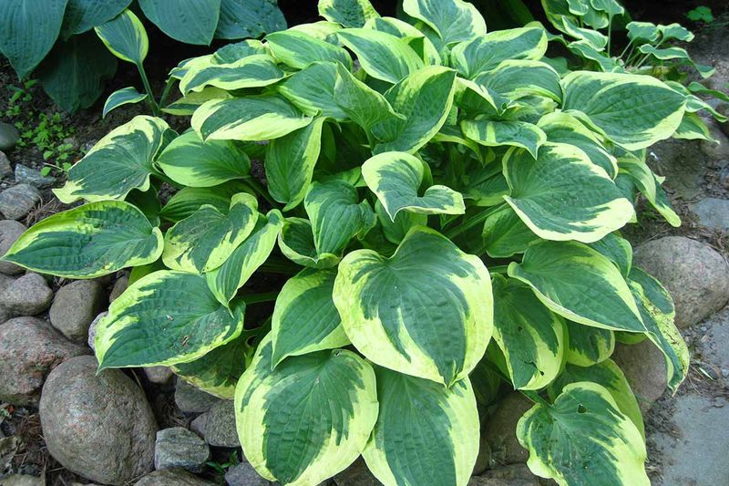 Relocate Hostas Before Winter To Help Roots Establish Relocate Hostas Before Winter To Help Roots Establish