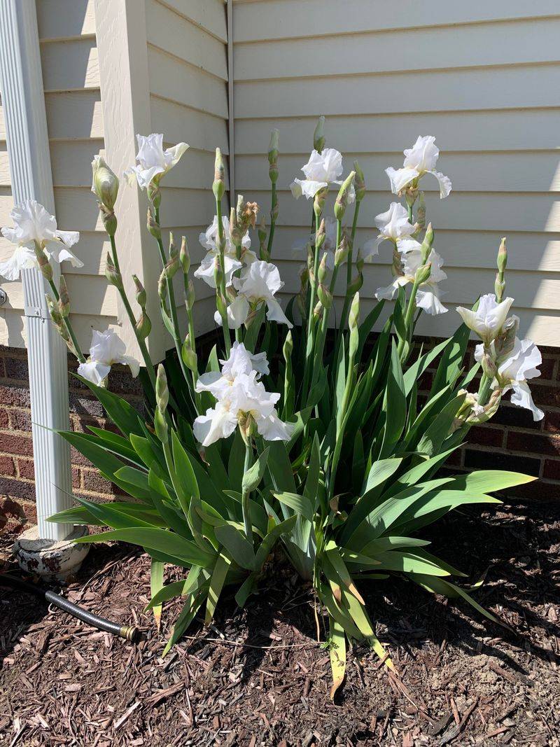 Relocate Iris Before Winter Sets In Relocate Iris Before Winter Sets In