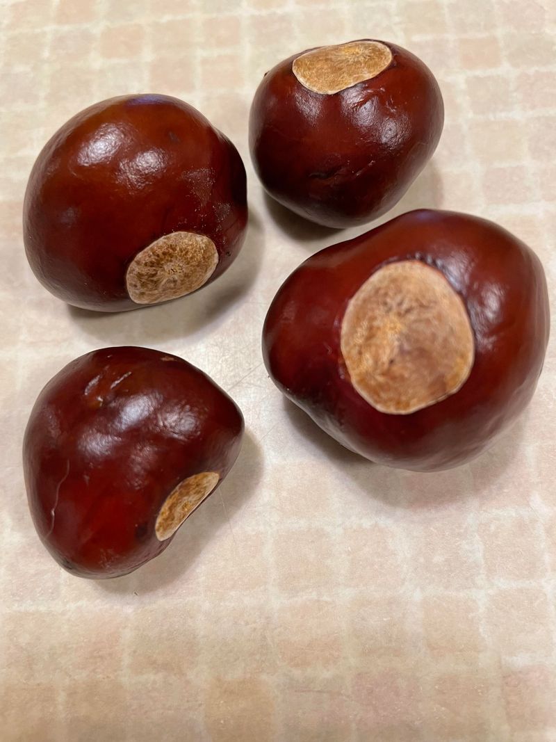 Remember Buckeyes Are Not Edible Remember Buckeyes Are Not Edible