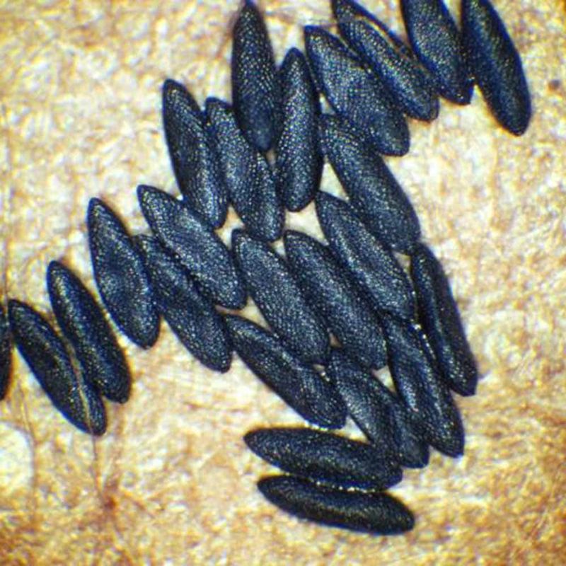 Remember That A Dry Gutter Can Still Harbor Mosquito Eggs