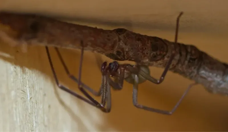 Remember That Brown Recluses Prefer Hidden, Undisturbed Areas