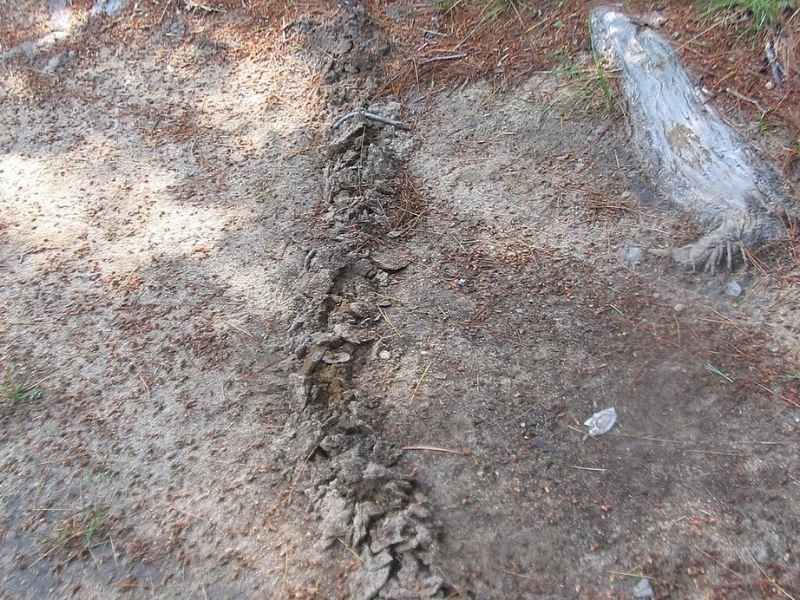Remember That Earthworms Can Attract Moles Too