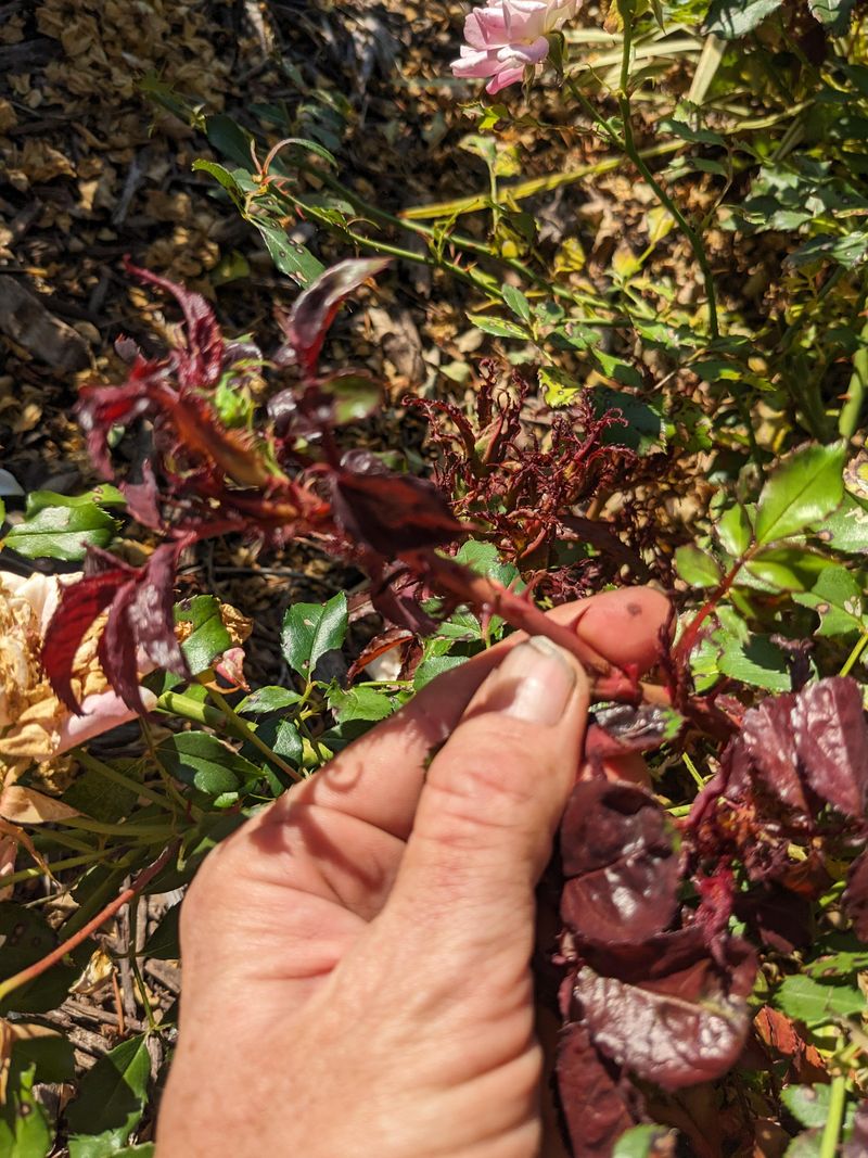 Removal Steps For An Infected Rose Bush