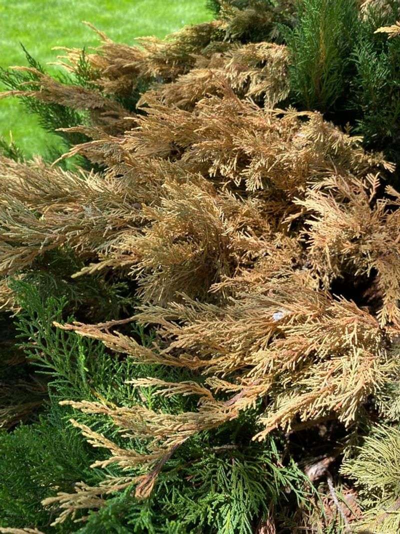 Remove Affected Growth Before Winter Weather Remove Affected Growth Before Winter Weather
