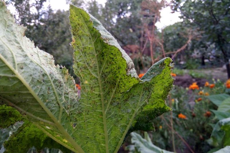 Remove Affected Squash Leaves And Vines