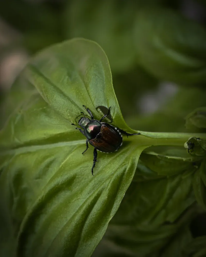 Remove Beetles Before They Reproduce
