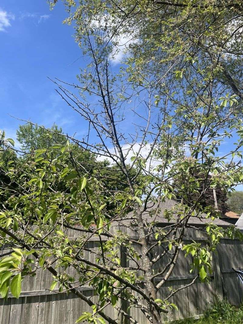 Remove Brittle Wood While It Still Stands Out