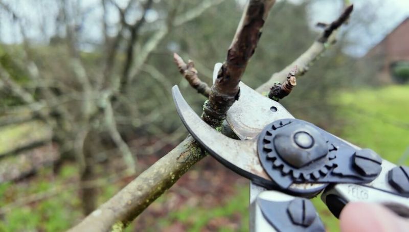 Remove Broken Or Obstructing Branches As Needed Remove Broken Or Obstructing Branches As Needed