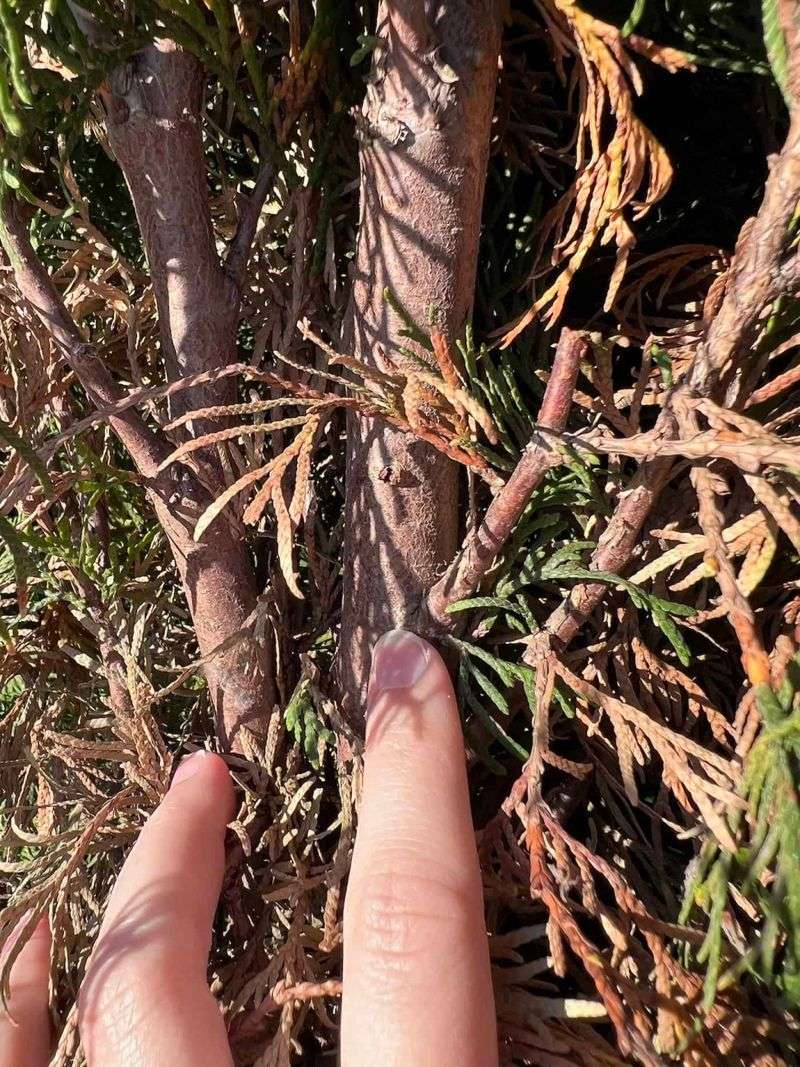 Remove Broken Or Problem Branches When Necessary Remove Broken Or Problem Branches When Necessary