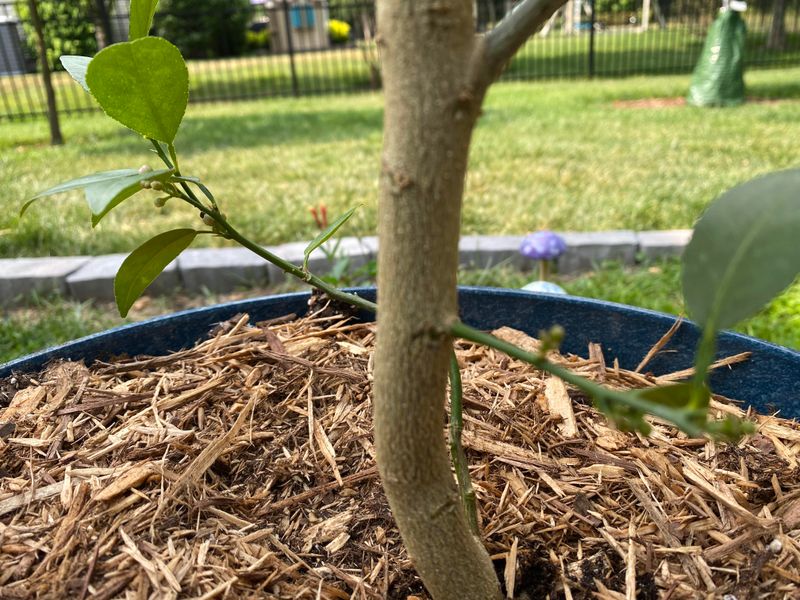 Remove Citrus Suckers From The Base Remove Citrus Suckers From The Base