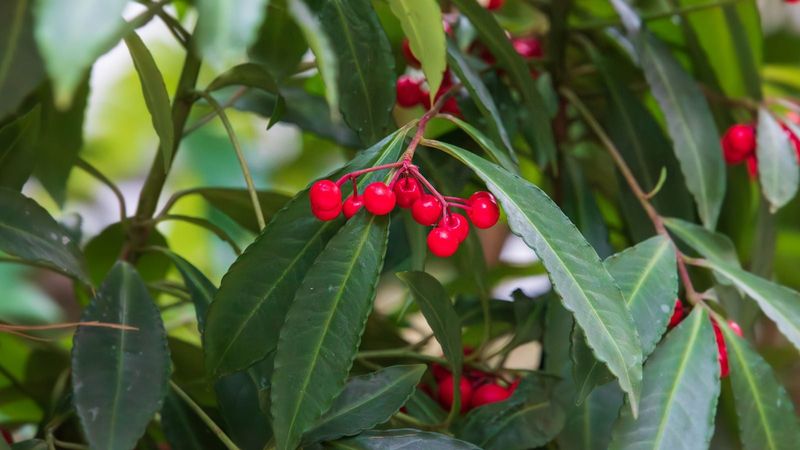 Remove Coral Ardisia Berries Before Birds Spread Them Remove Coral Ardisia Berries Before Birds Spread Them