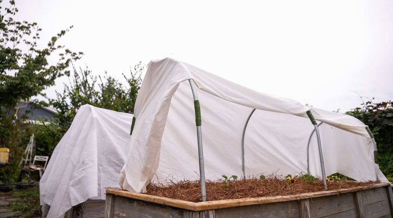 Remove Covers Once Morning Warms Up Remove Covers Once Morning Warms Up