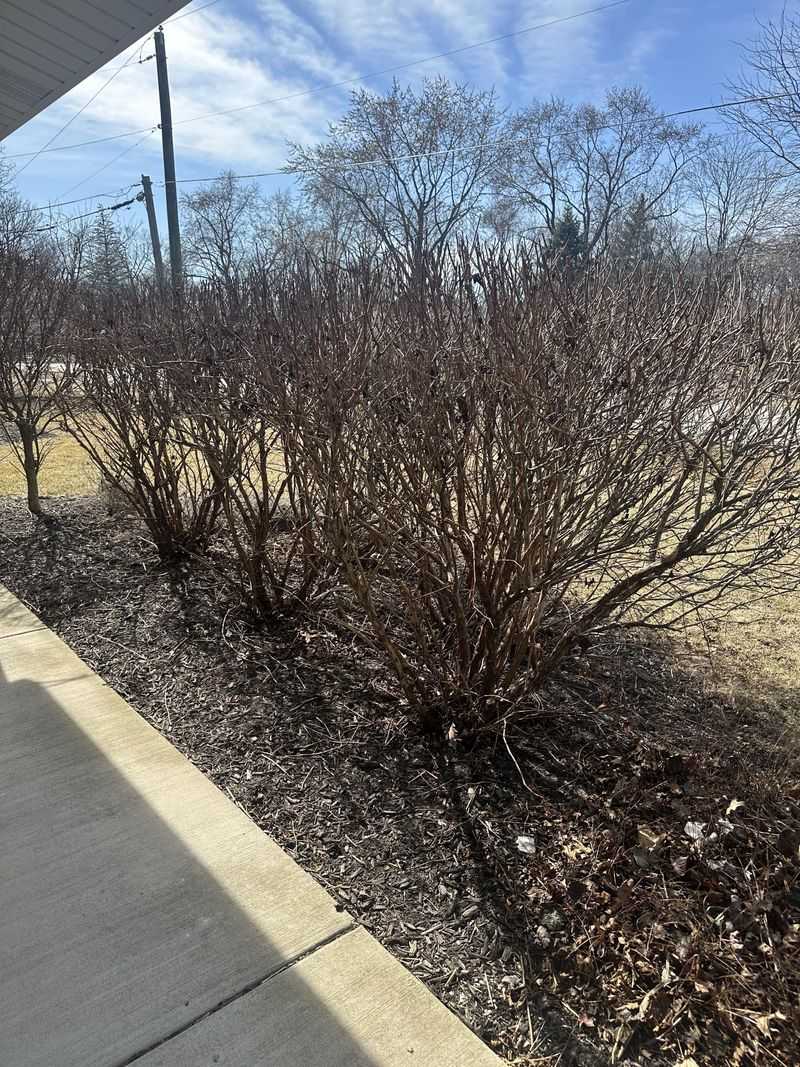 Remove Damaged Branches From Ninebark
