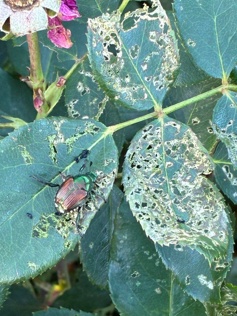 Remove Damaged Leaves And Flowers