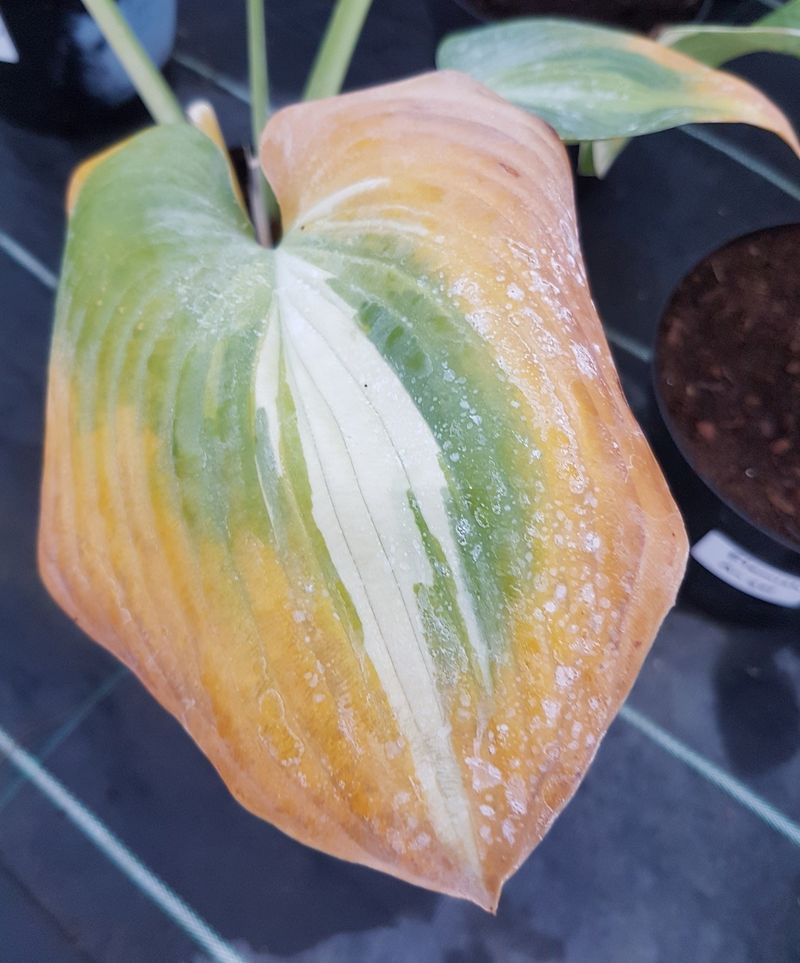 Remove Damaged Leaves Without Overdoing Cleanup Remove Damaged Leaves Without Overdoing Cleanup