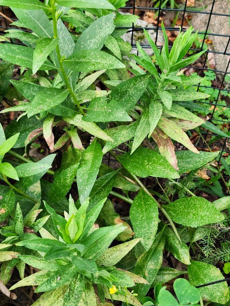 Remove Diseased Foliage Remove Diseased Foliage