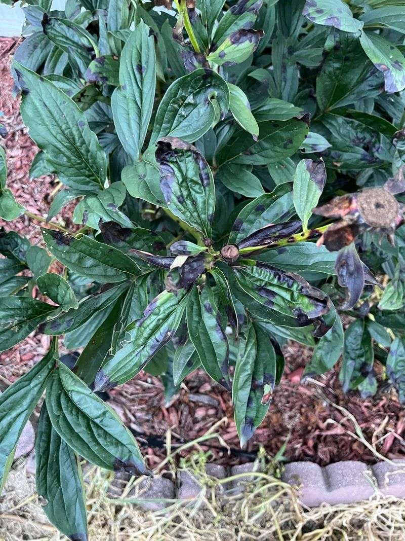 Remove Diseased Foliage Promptly Remove Diseased Foliage Promptly
