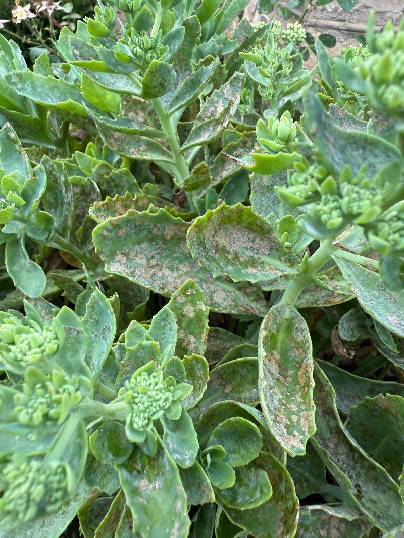 Remove Diseased Foliage