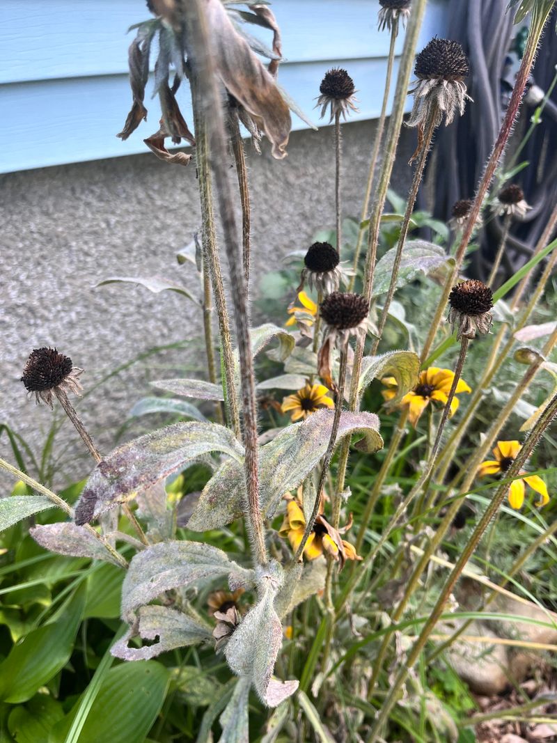 Remove Diseased Leaves And Stems