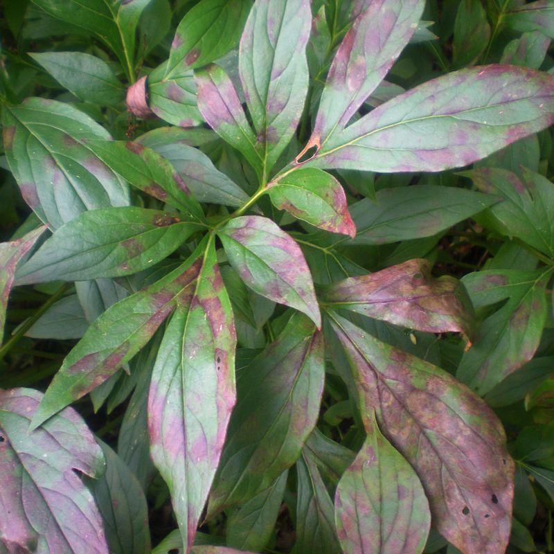 Remove Diseased Leaves From The Garden Remove Diseased Leaves From The Garden