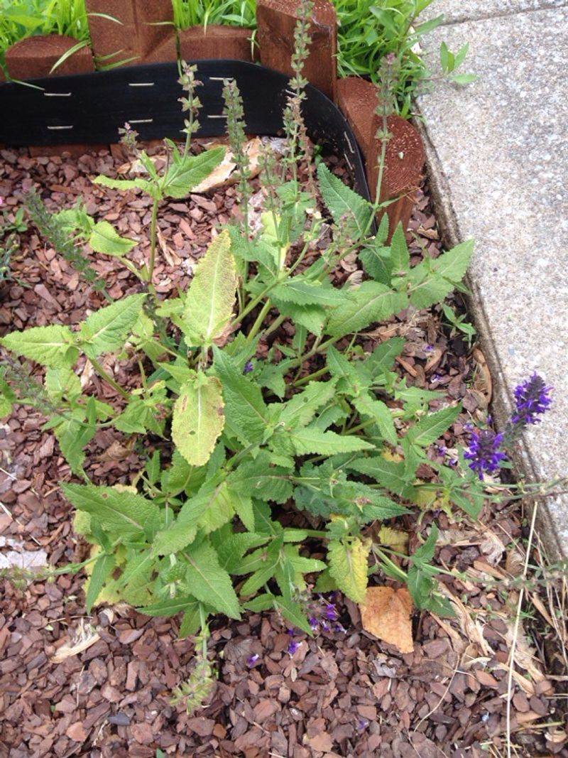 Remove Diseased Or Damaged Foliage