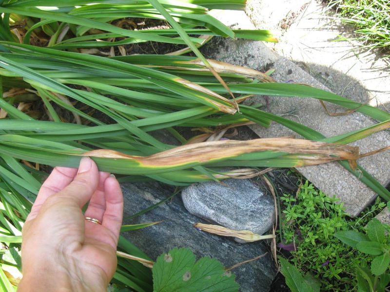 Remove Diseased Plant Material