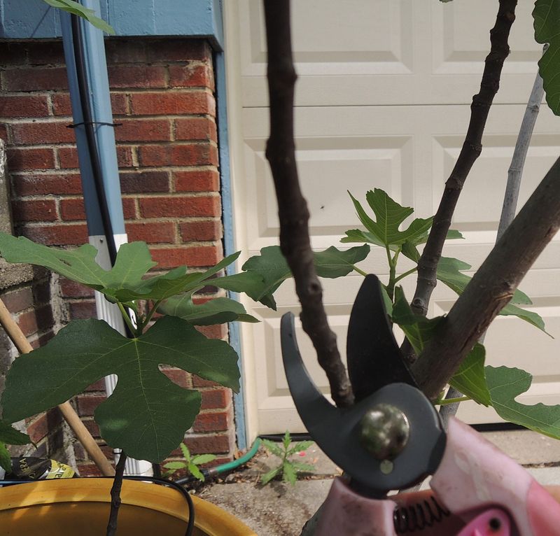 Remove Dry Or Damaged Branches First Remove Dry Or Damaged Branches First
