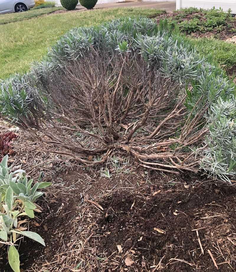 Remove Dry Or Damaged Branches Remove Dry Or Damaged Branches