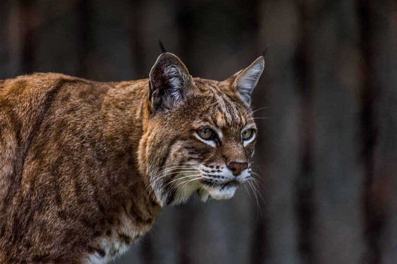 Remove Easy Attractions And Give The Bobcat Space To Move Along