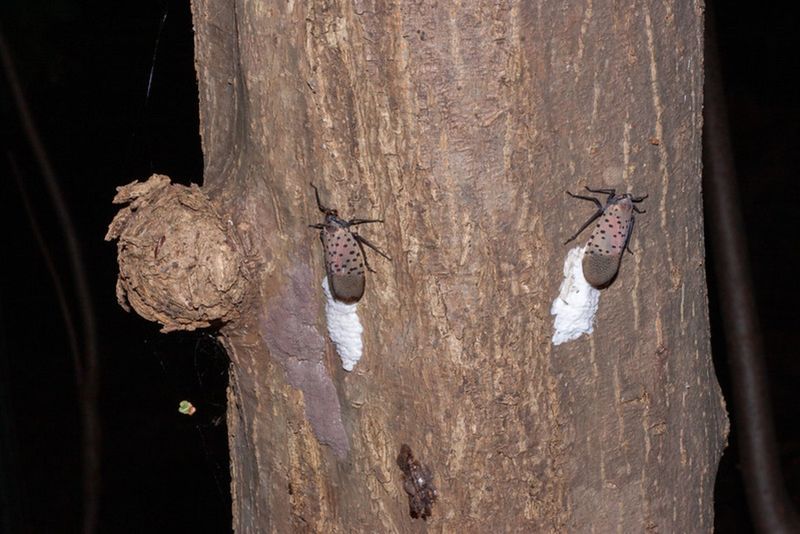 Remove Egg Masses From Outdoor Surfaces