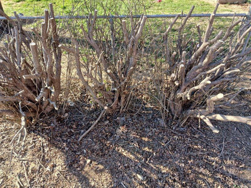 Remove Established Shrubs With A Plan Remove Established Shrubs With A Plan