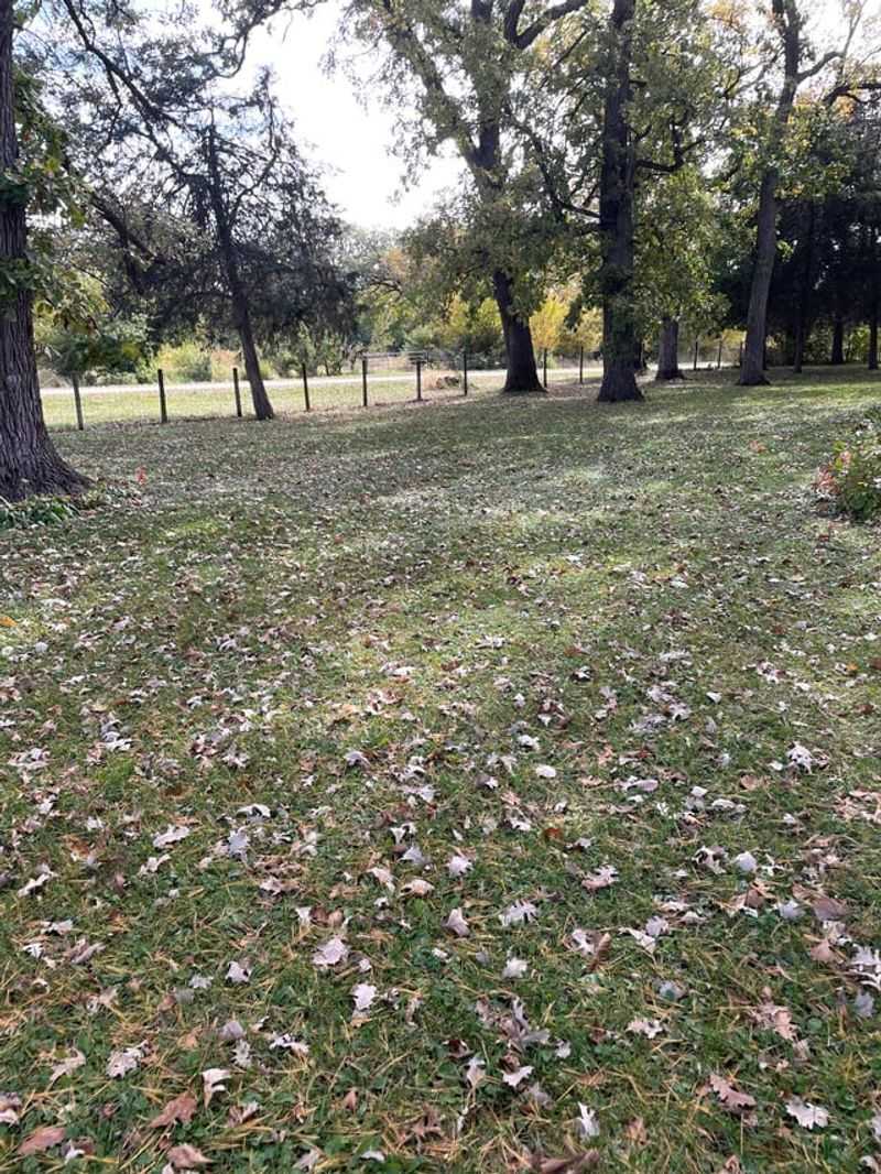 Remove Excess Leaves From Heavy Accumulation Areas Remove Excess Leaves From Heavy Accumulation Areas
