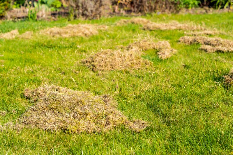 Remove Excess Thatch Before It Blocks Water Movement